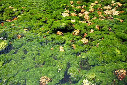 藻类,植物,表面,河床
