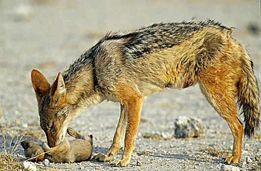 黑背狐狼,黑背豺,母兽,小动物,埃托沙国家公园,纳米比亚,非洲
