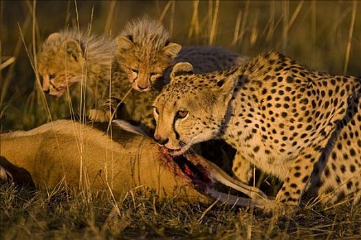 印度豹,猎豹,母兽,星期,老,幼兽,瞪羚,杀,马赛马拉,自然保护区,肯尼亚