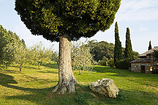 柏树,橄榄林,托斯卡纳,山坡,意大利