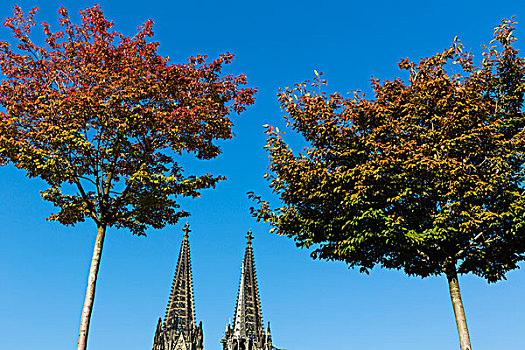 树,秋叶,正面,科隆大教堂,科隆,北莱茵威斯特伐利亚,德国
