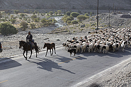牧民转场,新疆巴音郭楞蒙古自治州和静