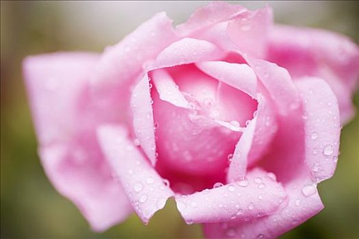 粉红玫瑰,水滴,特写