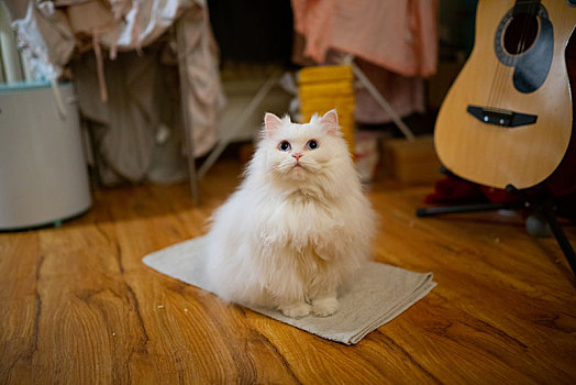 家中安静的长毛白猫