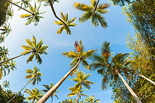 广角,棕榈树,蓝天,加勒,地区,南方,省,斯里兰卡