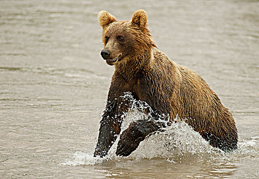 棕熊,猎捕,水中,湖,堪察加半岛,俄罗斯,欧洲