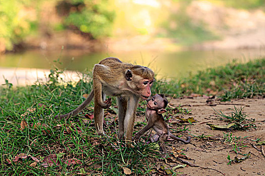 无边帽,短尾猿,弥猴属,幼兽,女性,国家公园,斯里兰卡,亚洲