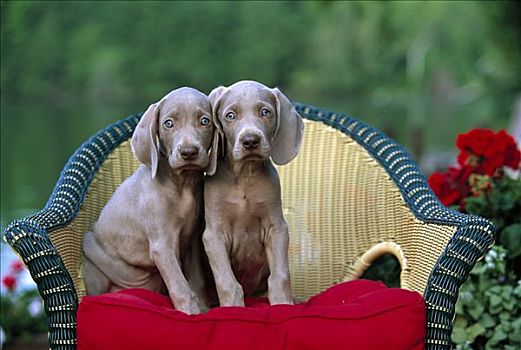 魏玛犬,狗,两个,蓝眼睛,小狗,坐,柳条椅