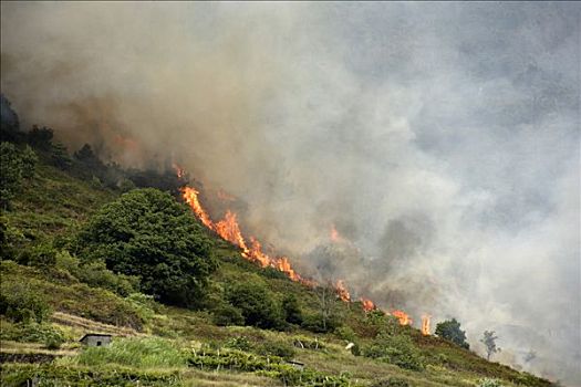 森林火灾,马德拉岛,葡萄牙