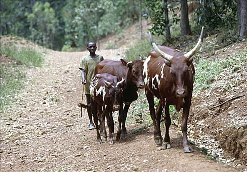 牛,卢旺达,非洲