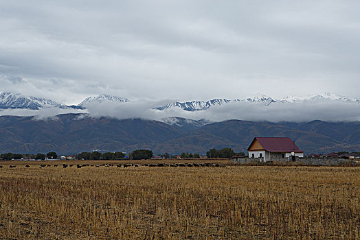 阿拉木图雪山草地羊群