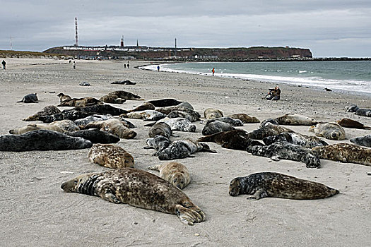 灰海豹,沙滩