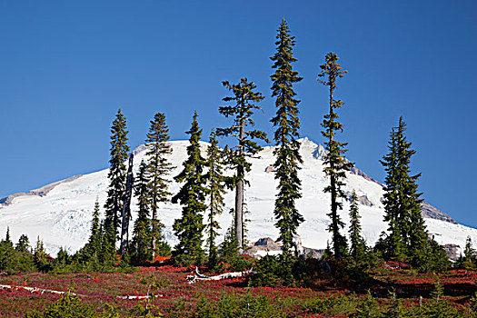 美国,华盛顿,贝克山,国家休闲度假区,公园,山岗,草地