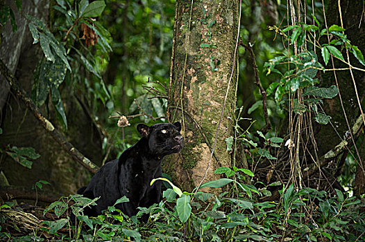 美洲虎,美洲豹,暗色,彩色,阶段,黑豹,国家公园,亚马逊雨林,厄瓜多尔