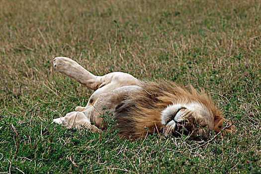 狮子,大声笑,草,马赛马拉,肯尼亚,非洲