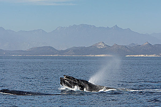 驼背鲸,大翅鲸属,鲸鱼,饲养,季节,科特兹海,下加利福尼亚州,墨西哥
