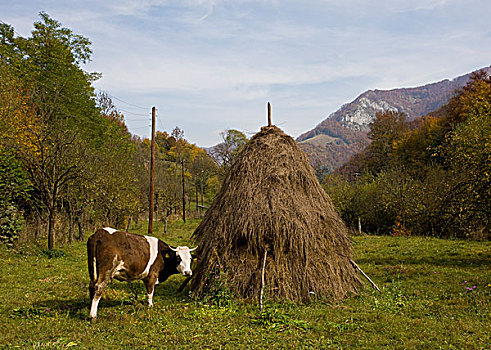 家牛,母牛,站立,旁侧,干草,草地,山谷,山峦,西部,喀尔巴阡山脉,特兰西瓦尼亚,罗马尼亚,欧洲