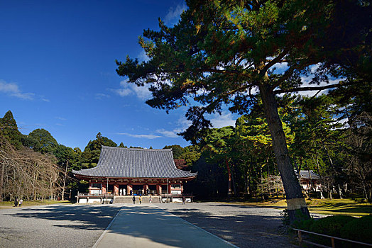 松树,松属,正面,局部,寺庙,京都,日本,亚洲