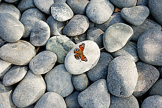 蝴蝶,岩石上