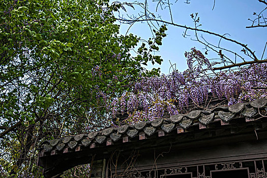 杨州瘦西湖园林房脊上的花卉