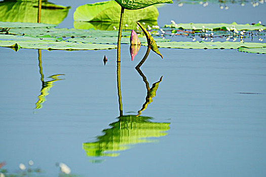 荷花,莲花,池塘