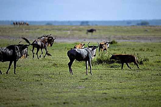 肯尼亚,安伯塞利国家公园,公园,斑点,鬣狗,追逐,角马