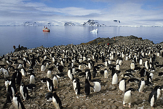南极,乔治王岛,阿德利企鹅,生物群,世界,背景