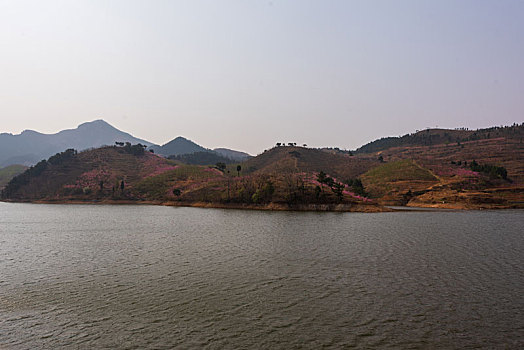 山东蒙阴桃花