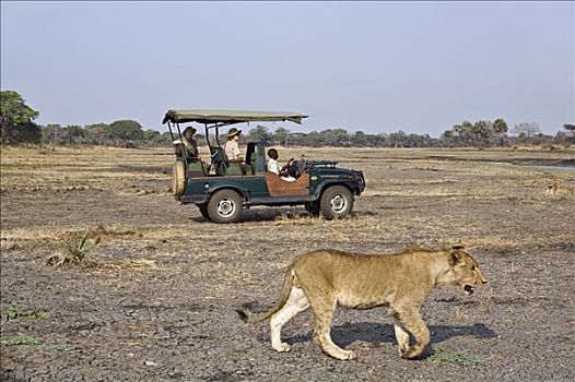 坦桑尼亚,国家公园,游客,看,旅游,交通工具
