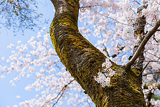 樱花,公园,石川,日本