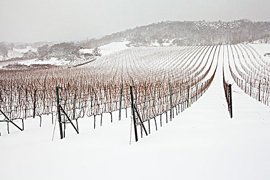 葡萄园,冬天,雪,奥地利