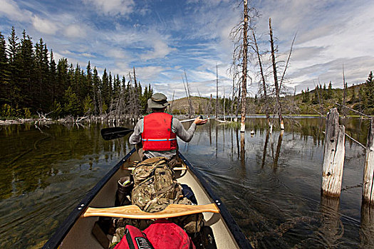 独木舟浆手,湖,独木舟,划船,清水,枯木,育空地区,加拿大