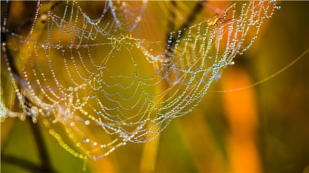 露珠,蜘蛛网,晨光