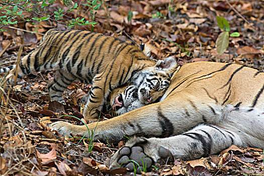孟加拉虎,虎,星期,老,幼兽,依偎,母亲,班德哈维夫国家公园,印度