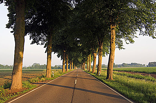 道路,酸橙树,北莱茵威斯特伐利亚,德国,欧洲