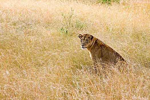 狮子,干燥,靠近,伊丽莎白女王国家公园,乌干达,非洲