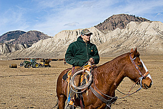 牛仔,骑马,拖拉机,后面,不列颠哥伦比亚省,加拿大