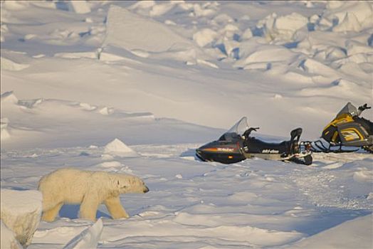 北极熊,调查,雪,机器,研究人员,浮冰,上方,楚科奇海,北极,阿拉斯加