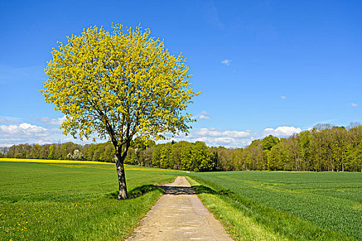 地点,小路,枫树,春天,巴登符腾堡,德国