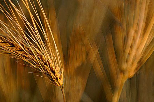 小麦,就绪,丰收