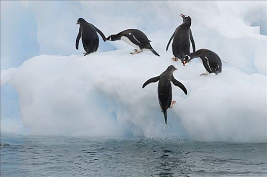 巴布亚企鹅,冰山,港口,南极