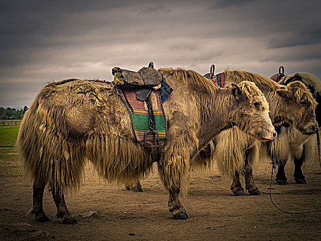 牦牛,蒙古,亚洲