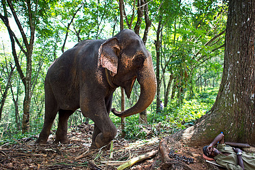 亚洲象,象属,工作,大象,驱象者,休息,喀拉拉,印度,亚洲