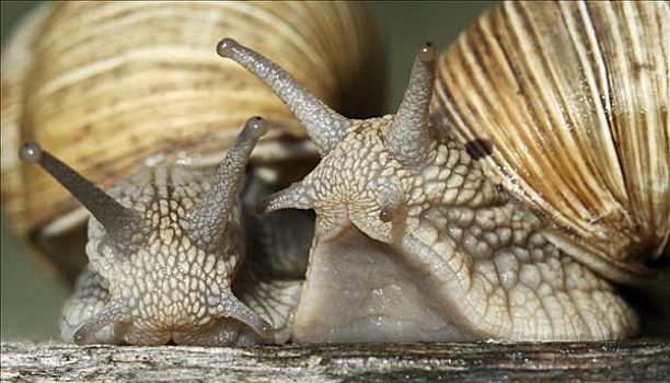 两个,蜗牛,壳