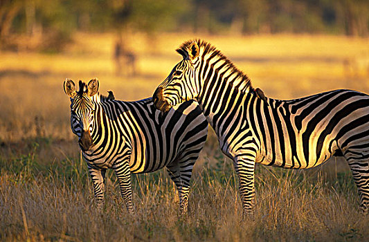 津巴布韦,万基国家公园,露营,斑马