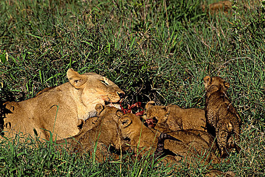 肯尼亚,马赛马拉,母狮,杀