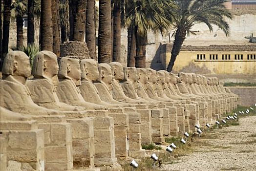 路克索神庙,尼罗河,埃及,庙宇,植物,道路,向上,寺庙,复杂,卡尔纳克神庙