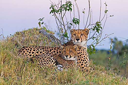 头像,印度豹,猎豹,幼兽,卧,草丛,看,警惕,奥卡万戈三角洲,博茨瓦纳,非洲