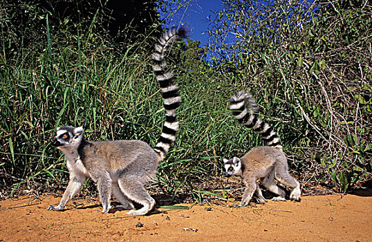 狐猴,马达加斯加,非洲