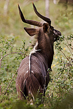 林羚,放牧,树林,林波波河,省,南非